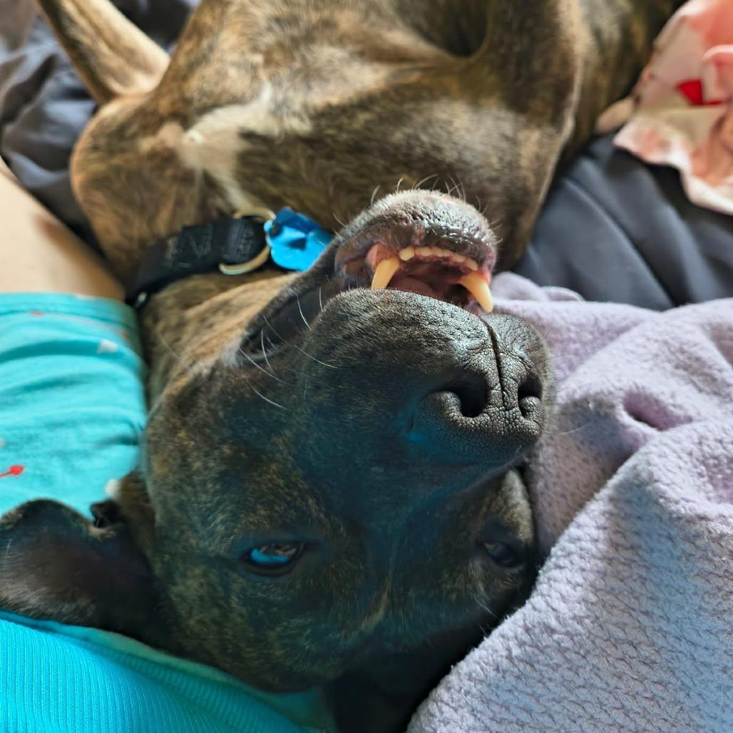 Enlarge Kevin, a Adoptable Pit Bull Terrier in Mooresville, IN image 2/5