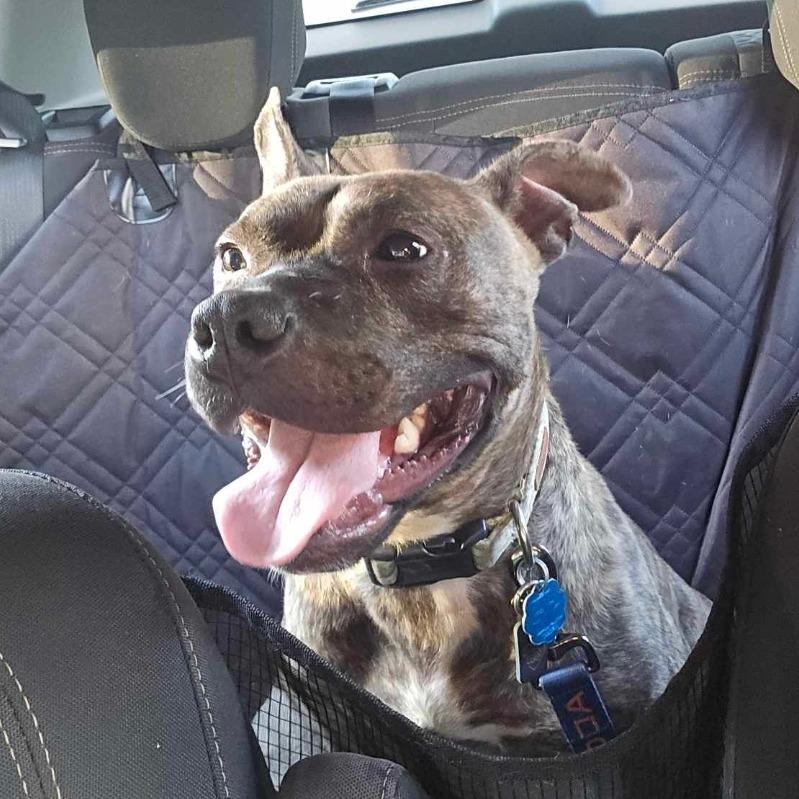 Kevin, a Adoptable Pit Bull Terrier in Mooresville, IN image 1/5