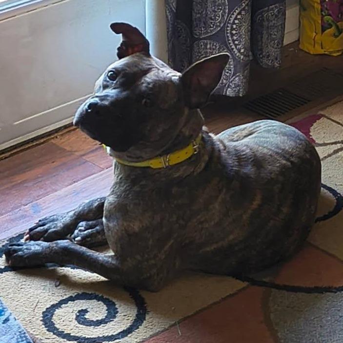 Kevin, a Adoptable Pit Bull Terrier in Mooresville, IN image 2/5