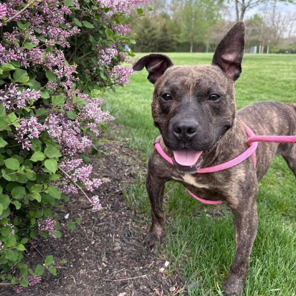 Kevin, a Adoptable Pit Bull Terrier in Mooresville, IN image 3/5