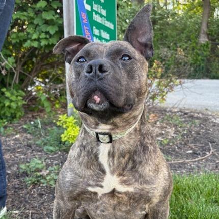 Kevin, a Adoptable Pit Bull Terrier in Mooresville, IN image 4/5