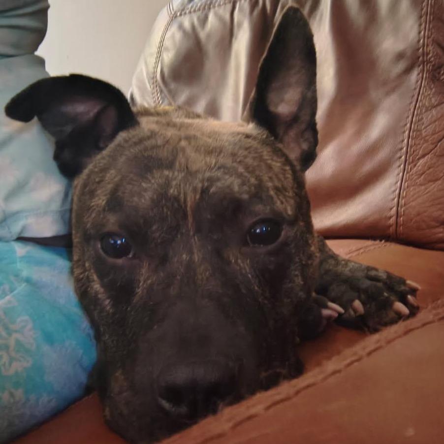 Kevin, a Adoptable Pit Bull Terrier in Mooresville, IN image 5/5