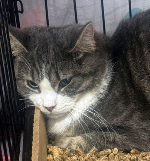 Argillite, an adopted Domestic Medium Hair in Fair Haven, VT_image-1