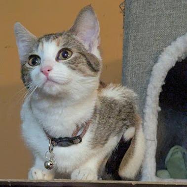 Vervain, Adoptable, Young Female Domestic Short Hair.