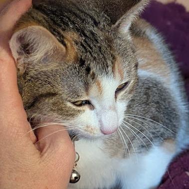 Vervain, a Adoptable Domestic Short Hair in Johnstown, PA image 2/4