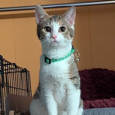 Vervain, a Adoptable Domestic Short Hair in Johnstown, PA image 3/4