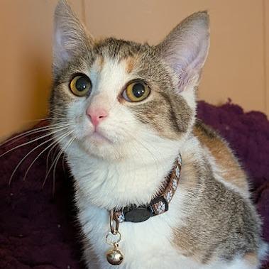Vervain, a Adoptable Domestic Short Hair in Johnstown, PA image 4/4