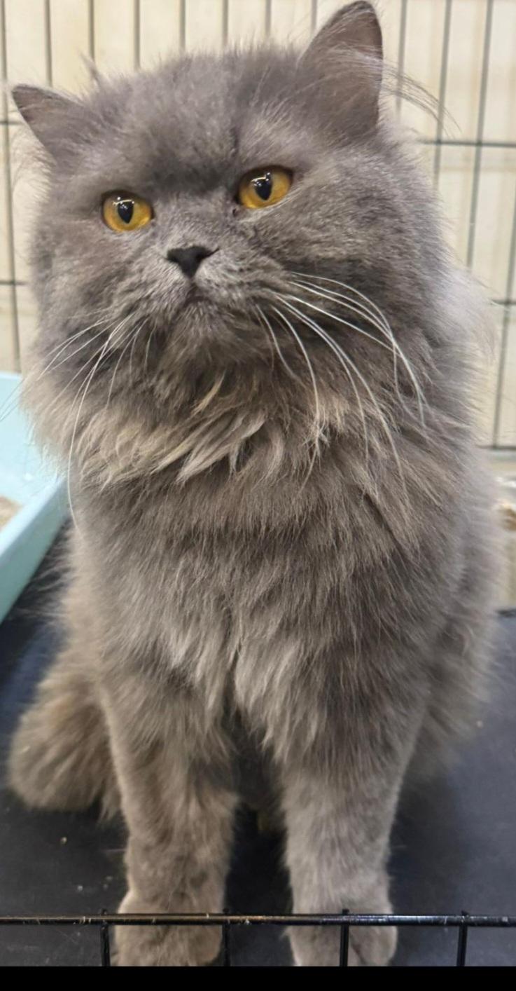 Enlarge Dolby (special needs), a Adoptable Domestic Long Hair in Snow Hill, MD image 1/4
