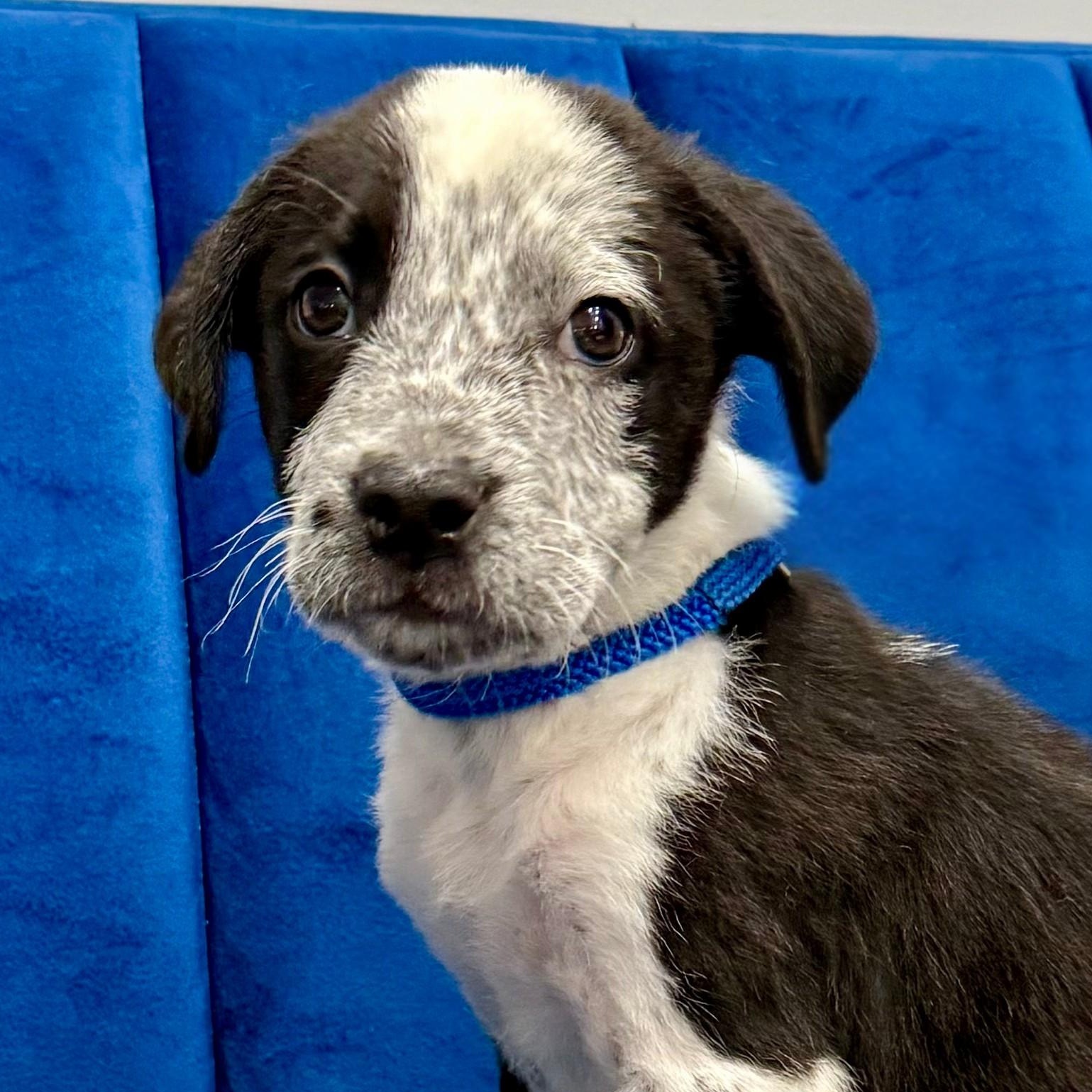 Ukulele, Baby Male Border Collie