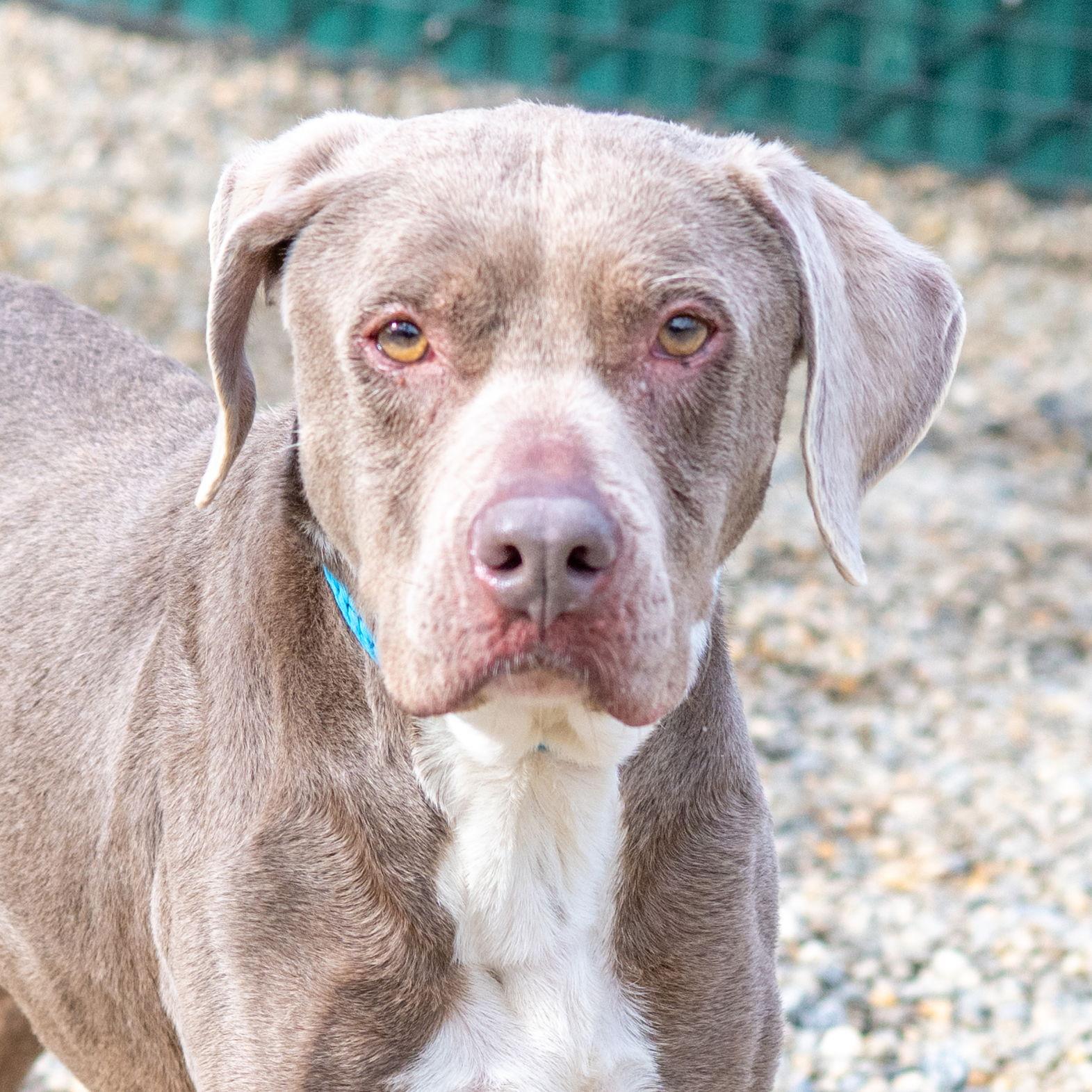 Hazel, Adoptable, Adult Female Labrador Retriever.