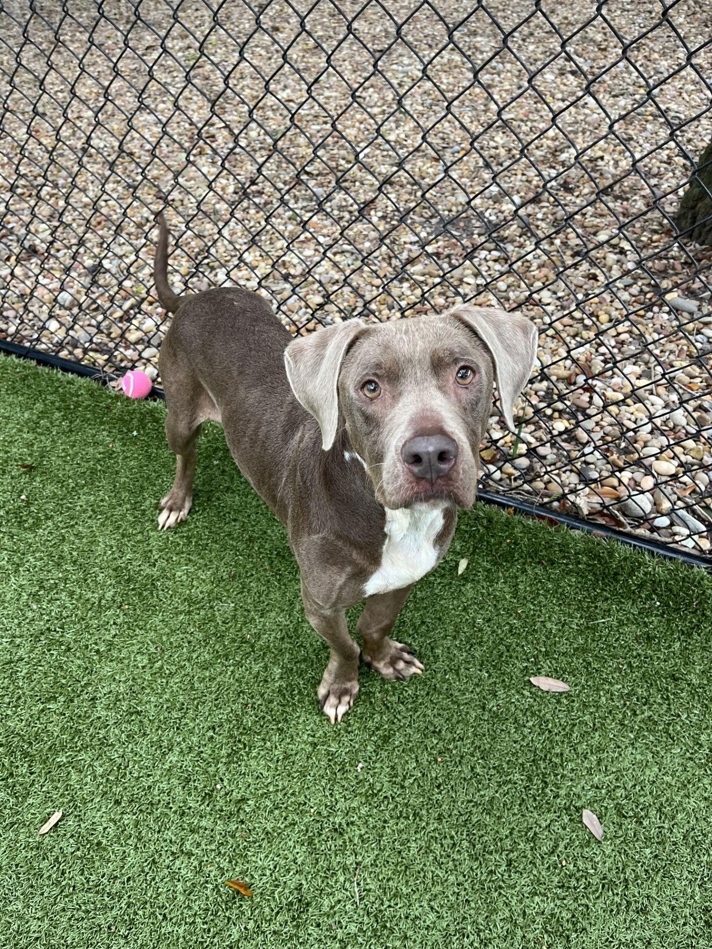 Enlarge Hazel, a Adoptable Labrador Retriever in Hilton Head Island, SC image 2/2