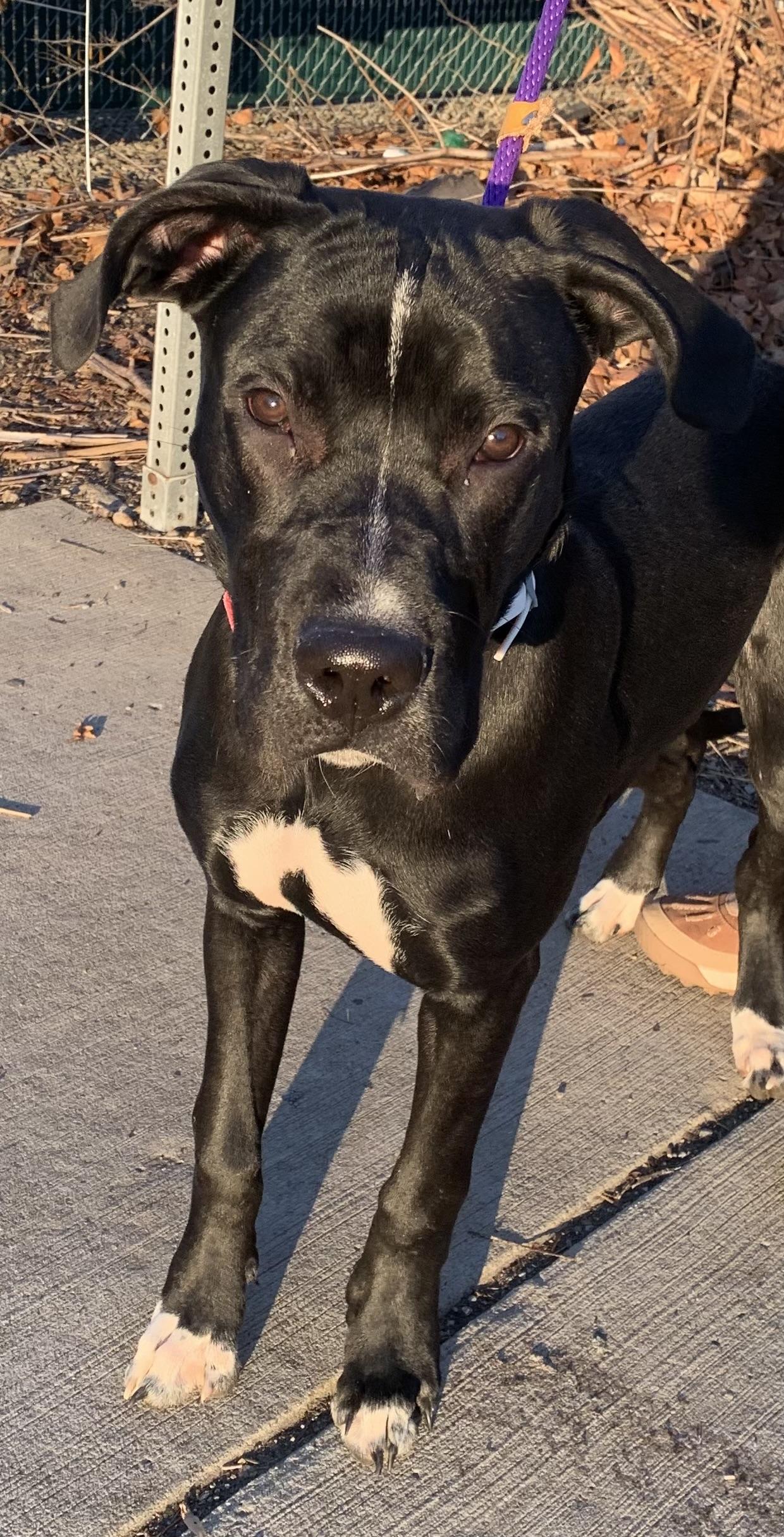 Enlarge Titan, a ADOPTABLE mixed breed in McKeesport, PA image 3/6