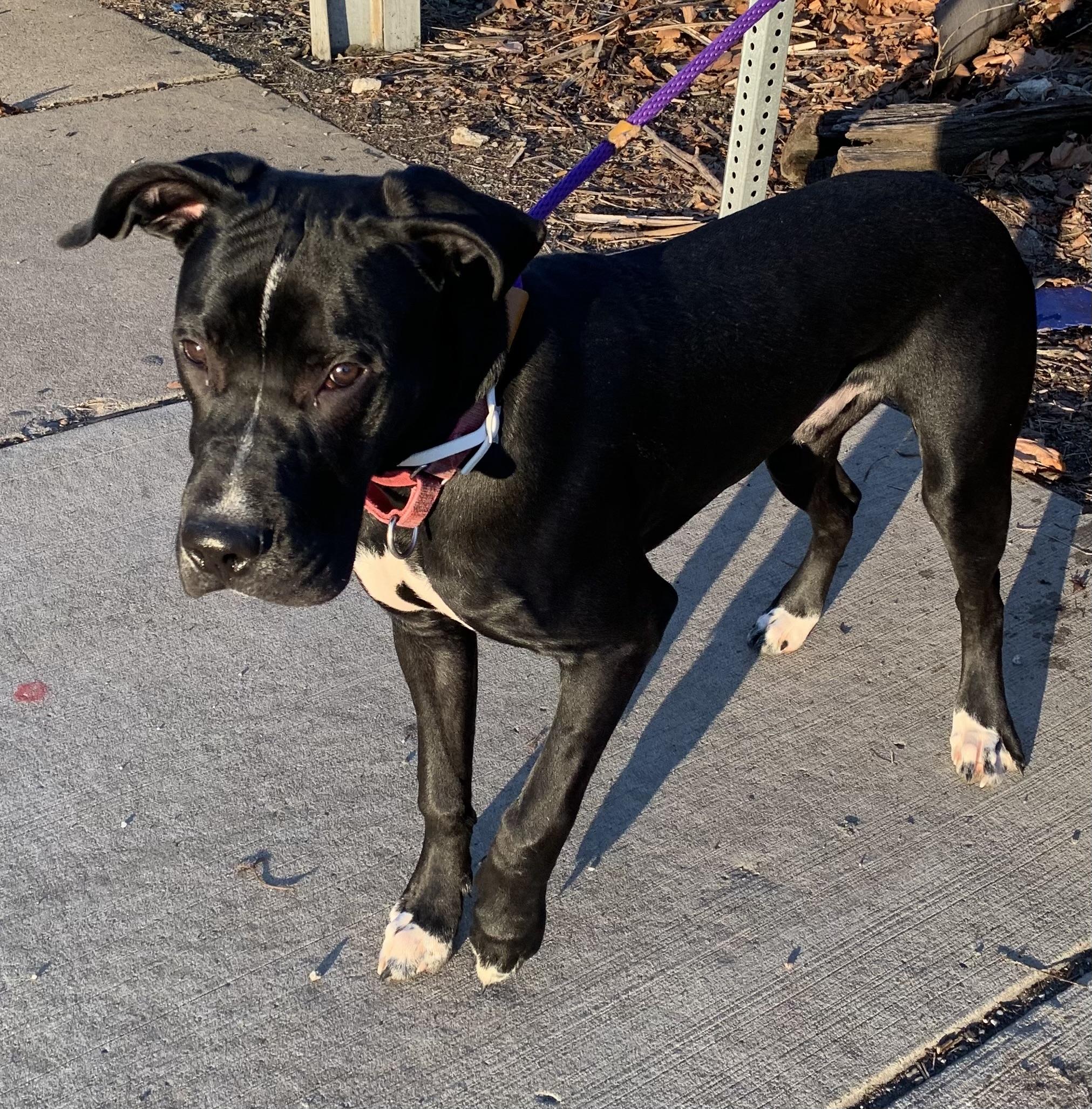 Enlarge Titan, a ADOPTABLE mixed breed in McKeesport, PA image 4/6