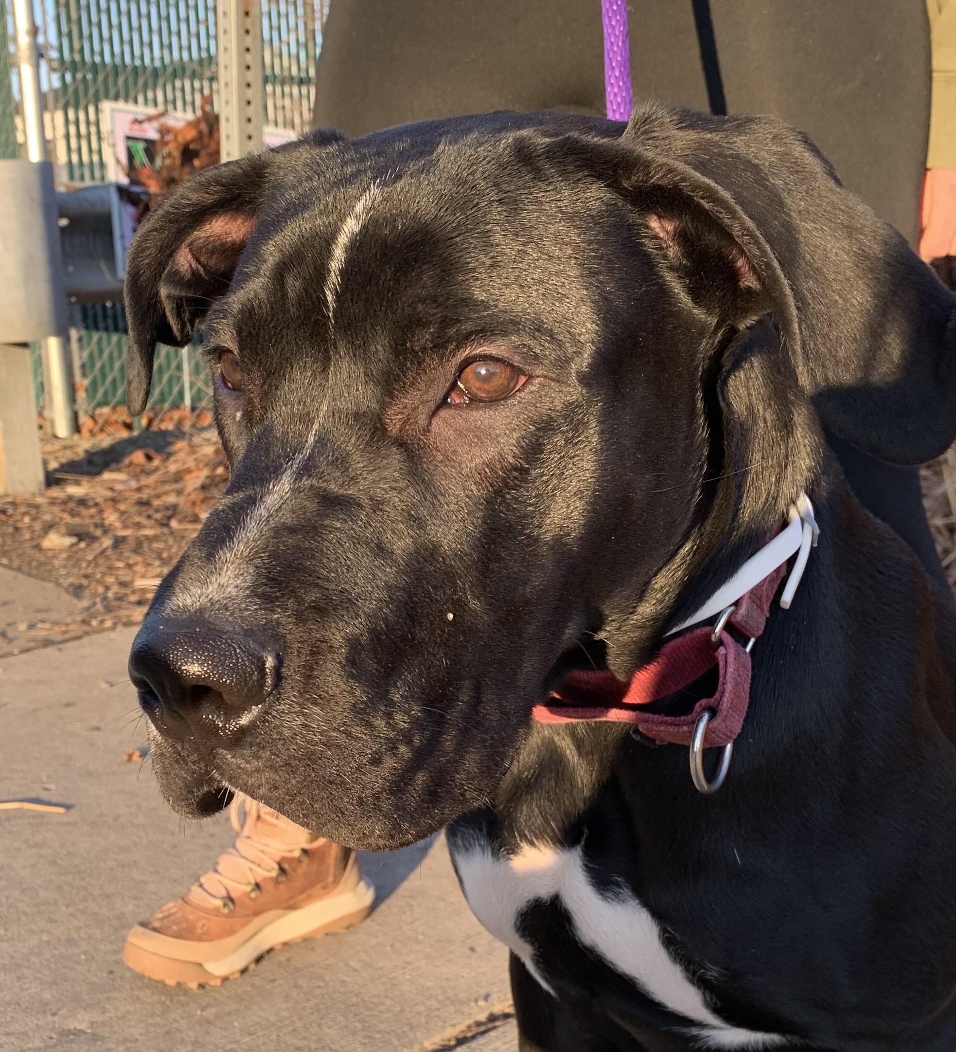 Titan, ADOPTABLE, Young Male Great Dane & Black Labrador Retriever.