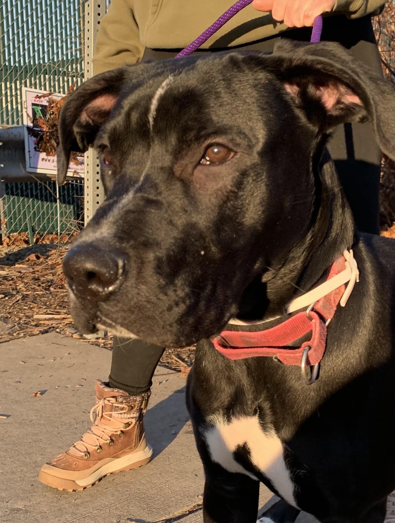 Enlarge Titan, a ADOPTABLE mixed breed in McKeesport, PA image 5/6