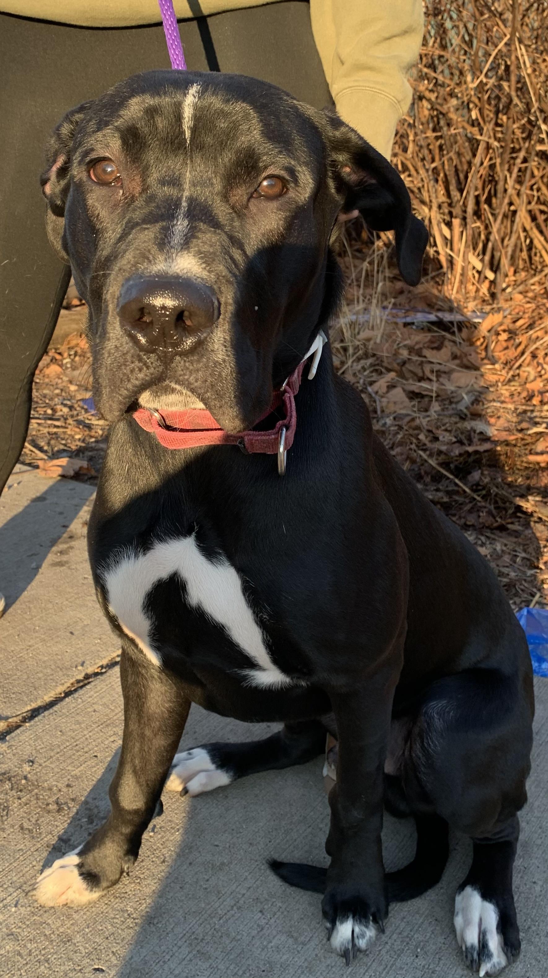 Titan, ADOPTABLE, Young Male Great Dane & Black Labrador Retriever.