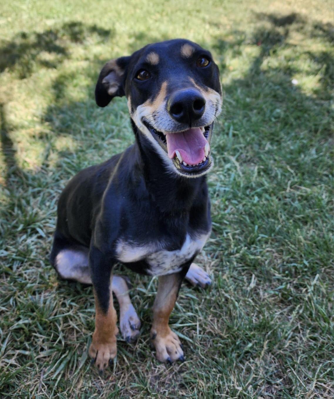 Rocky, a Adoptable mixed breed in Durango, CO image 1/2