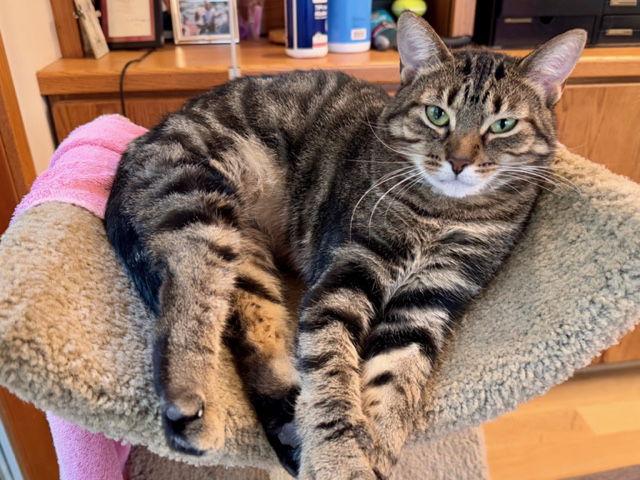 Ethel, Adoptable, Adult Female Domestic Short Hair & Tabby.