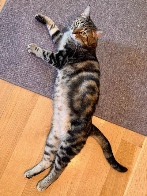 Enlarge Ethel, a Adoptable mixed breed in Traverse City, MI image 2/3