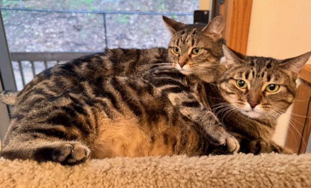 Enlarge Ethel, a Adoptable mixed breed in Traverse City, MI image 3/3