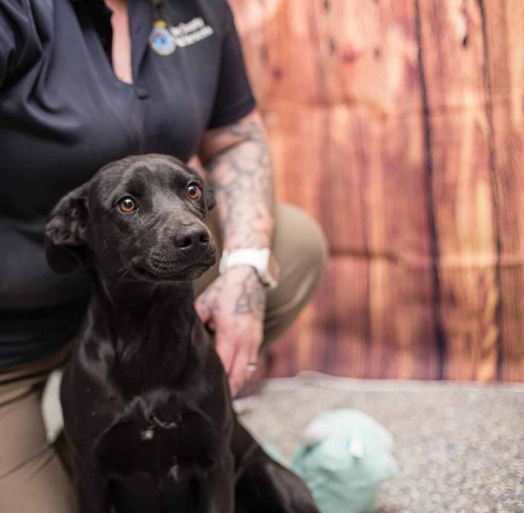 Lucy, ADOPTABLE, Young Female Black Labrador Retriever.