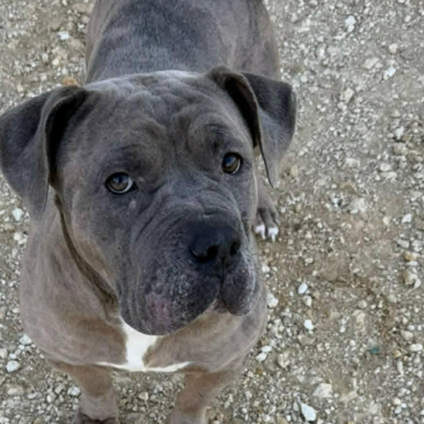 Enlarge Fiona, a ADOPTABLE mixed breed in Williston, VT image 4/6