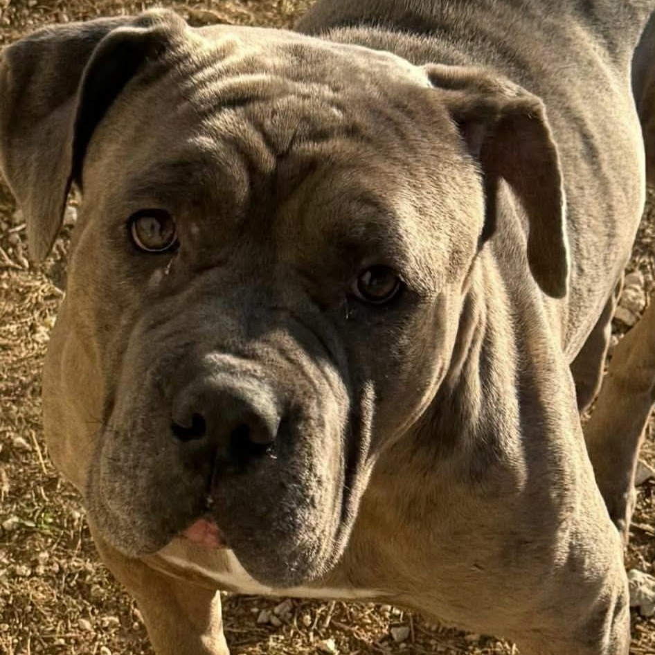 Enlarge Fiona, a ADOPTABLE mixed breed in Williston, VT image 5/6