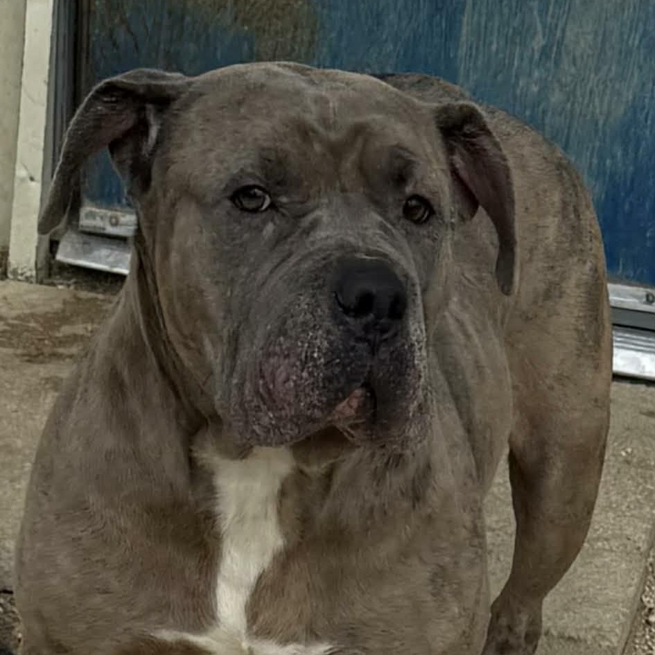 Enlarge Fiona, a ADOPTABLE mixed breed in Williston, VT image 6/6