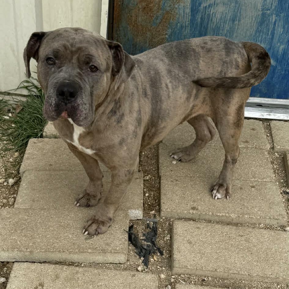 Fiona, ADOPTABLE, Adult Female Mastiff.