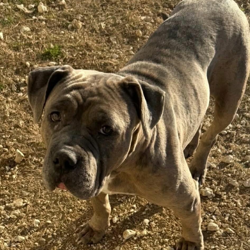 Enlarge Fiona, a ADOPTABLE mixed breed in Williston, VT image 3/6