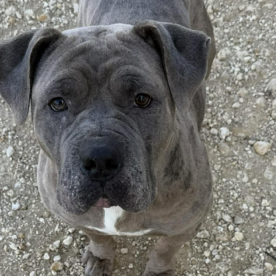 Enlarge Fiona, a ADOPTABLE mixed breed in Williston, VT image 2/6