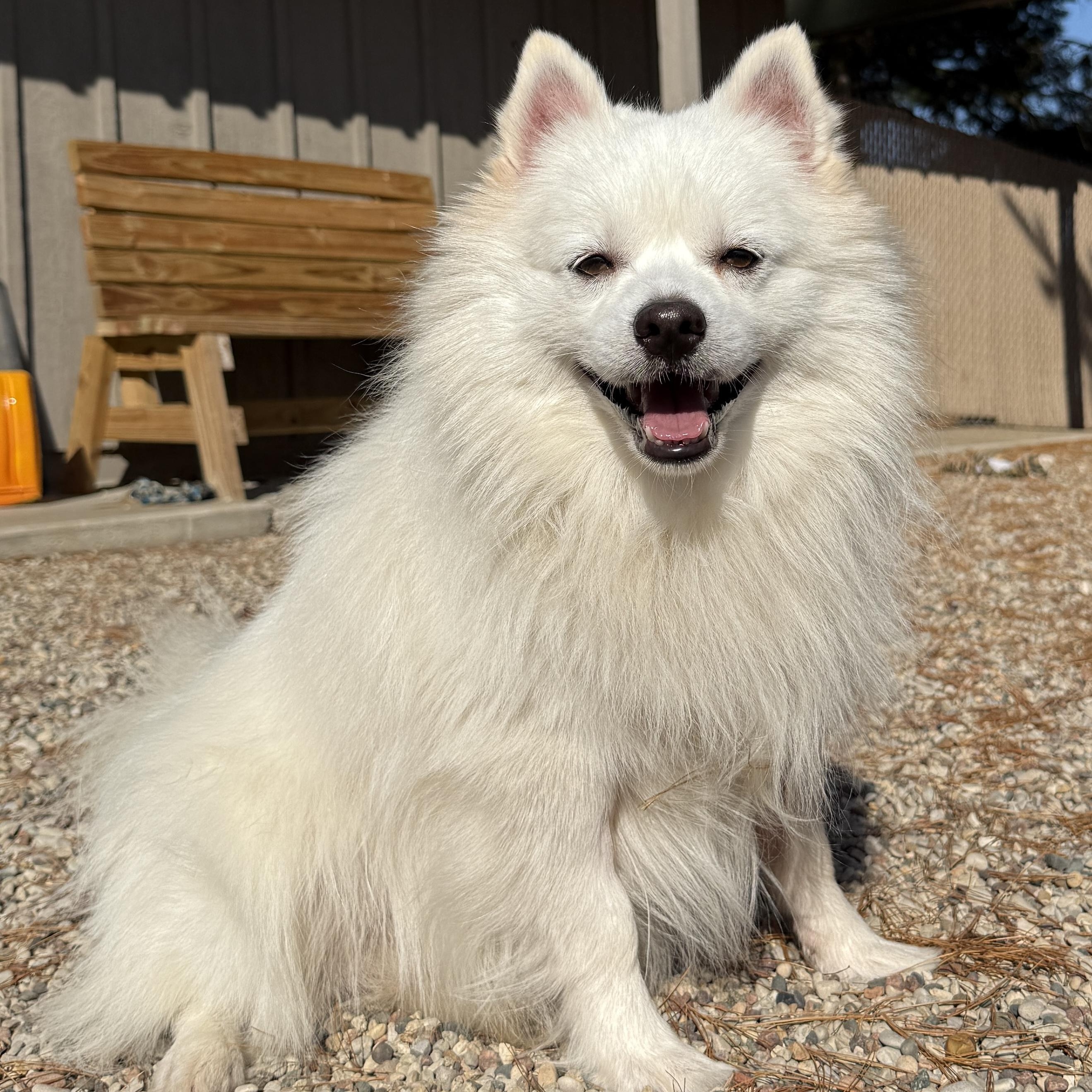 Enlarge Rufus, a ADOPTABLE mixed breed in Wautoma, WI image 1/3