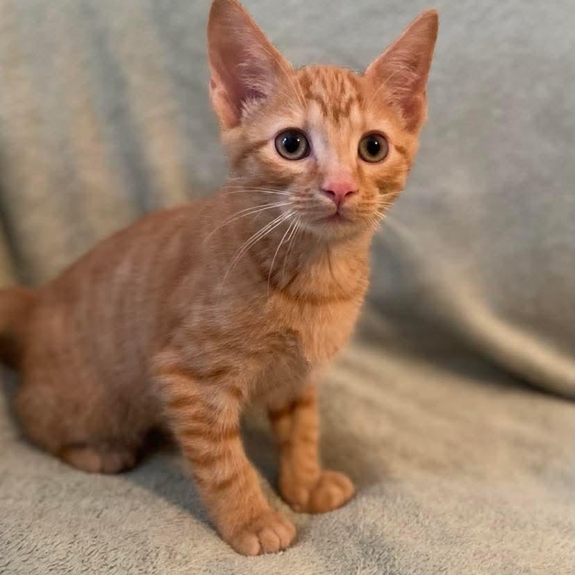 Kai, adopted, Kitten Male Domestic Short Hair.