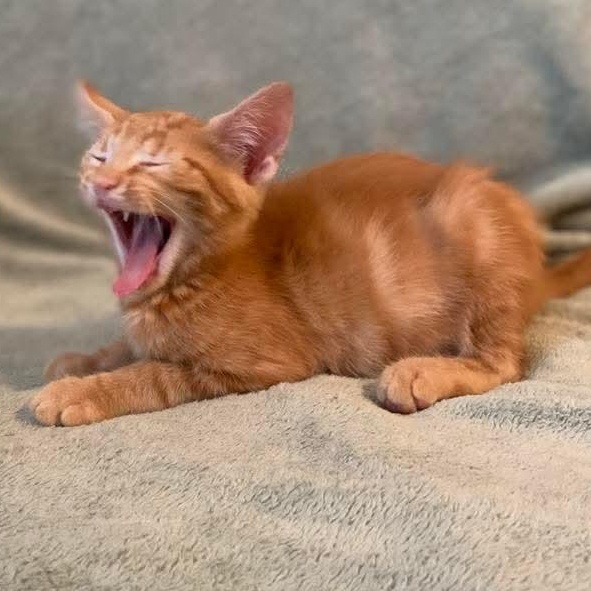 Kai, an adopted Domestic Short Hair in Memphis, TN image 6/6
