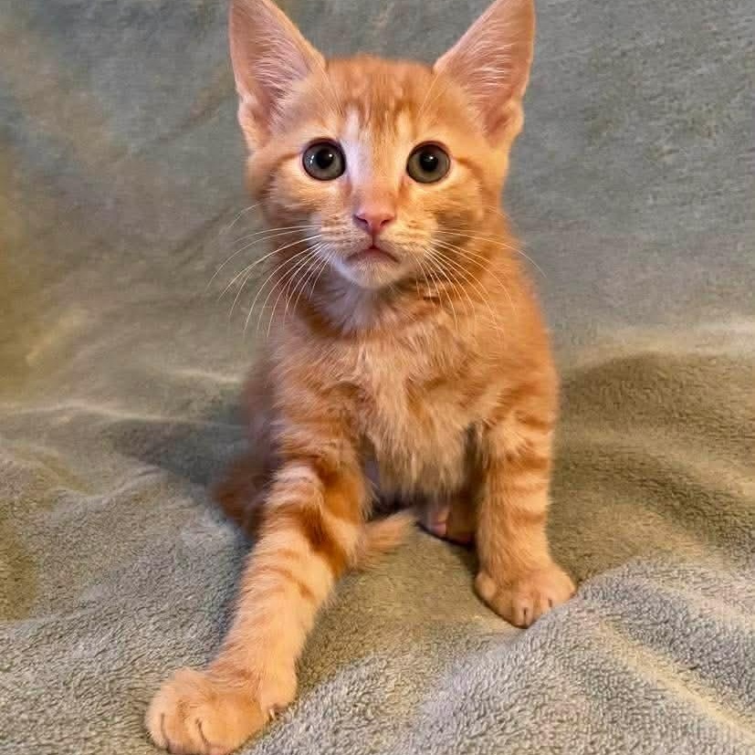 Kai, an adopted Domestic Short Hair in Memphis, TN image 3/6