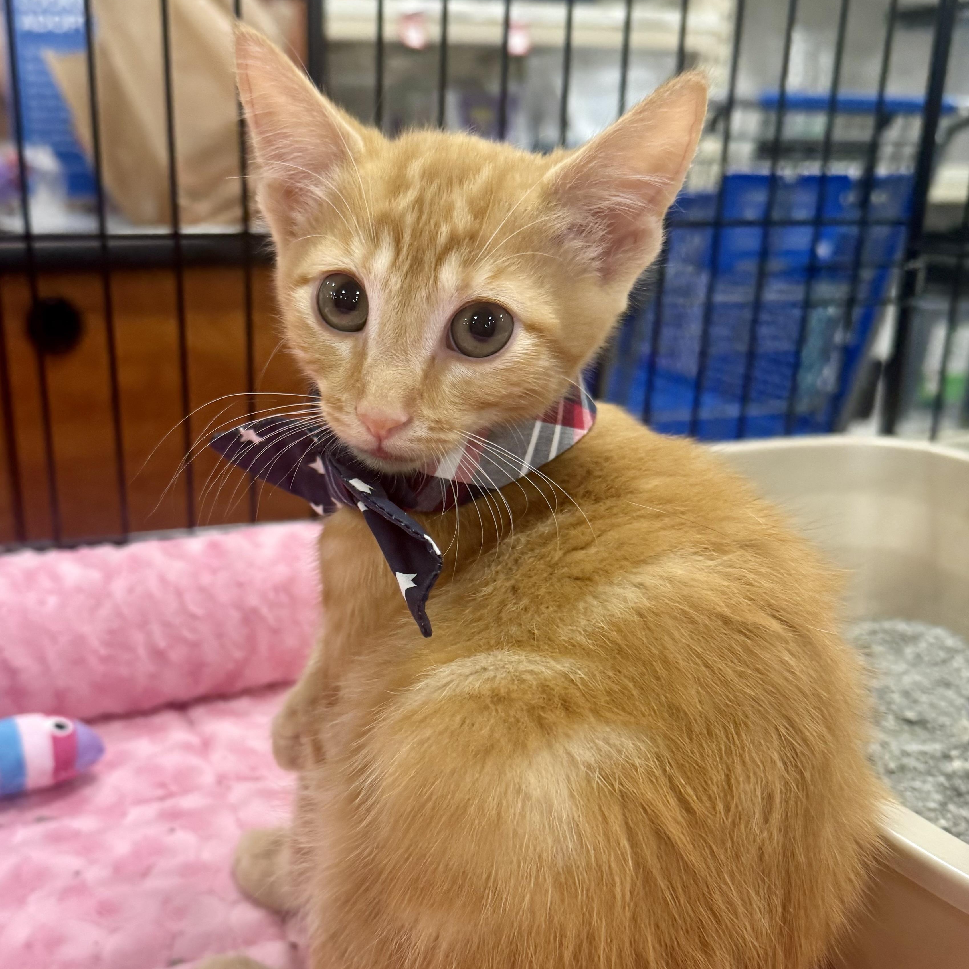 Kai, an adopted Domestic Short Hair in Memphis, TN image 2/6