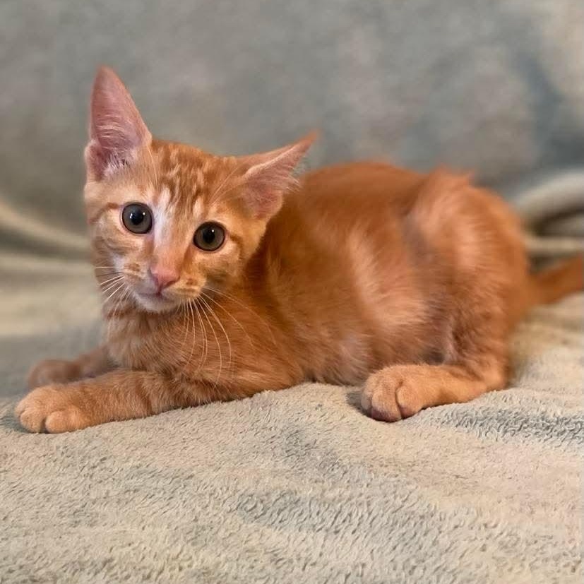 Kai, an adopted Domestic Short Hair in Memphis, TN image 5/6