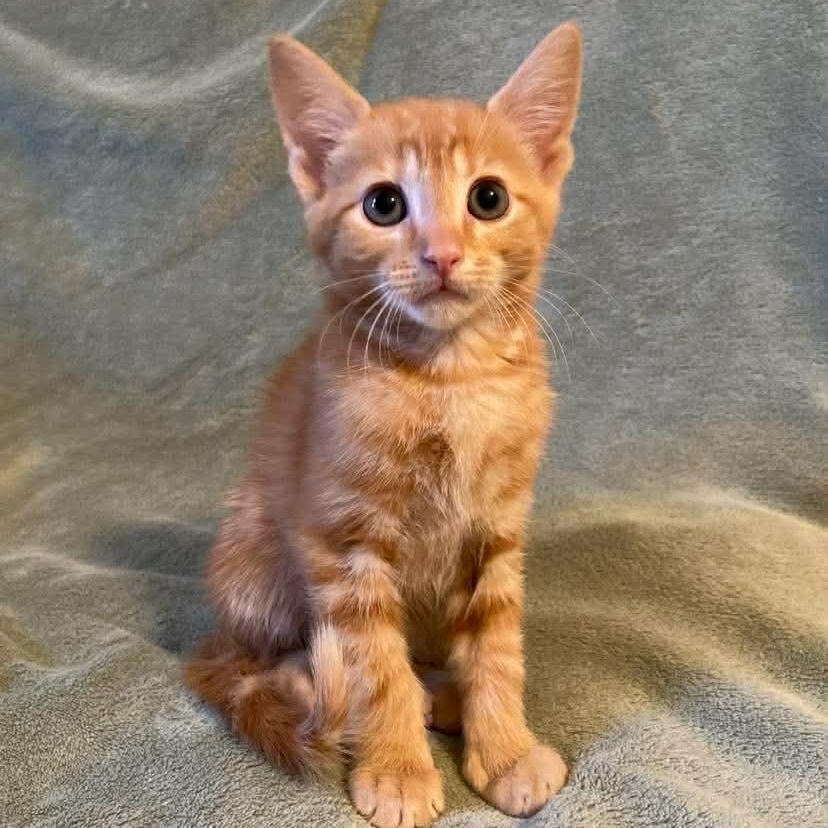 Kai, an adopted Domestic Short Hair in Memphis, TN image 4/6
