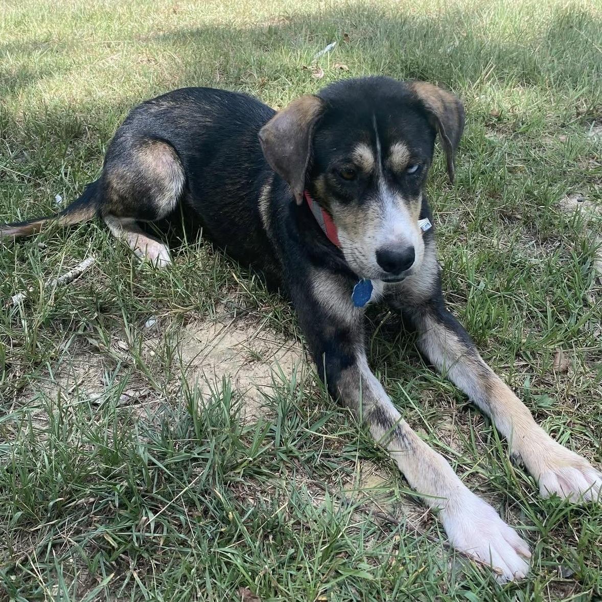 Bella the Mixed Breed