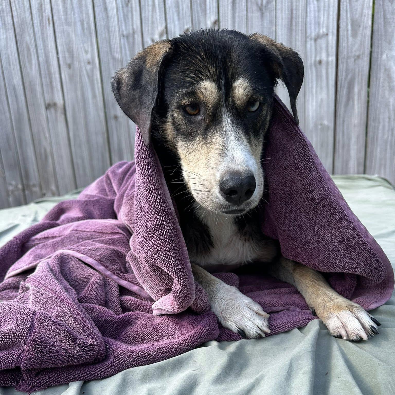 Bella the Mixed Breed