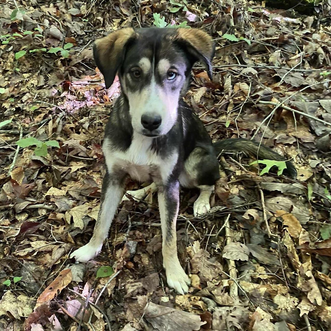 Bella the Mixed Breed