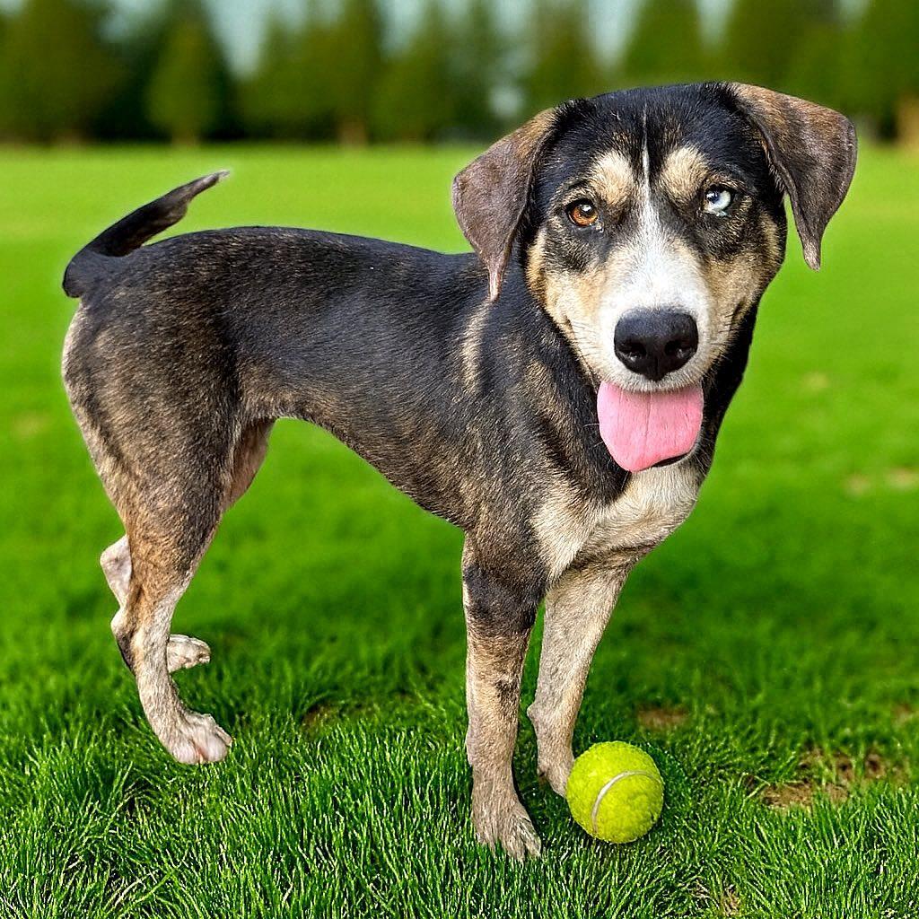 Bella the Mixed Breed