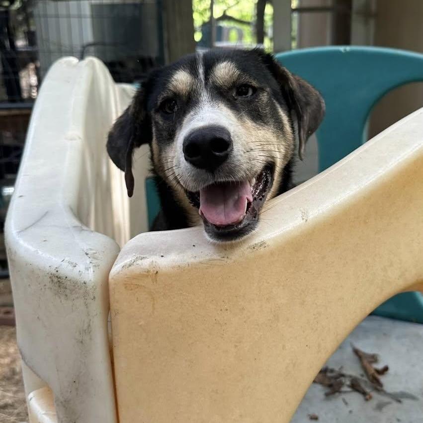 Bella the Mixed Breed