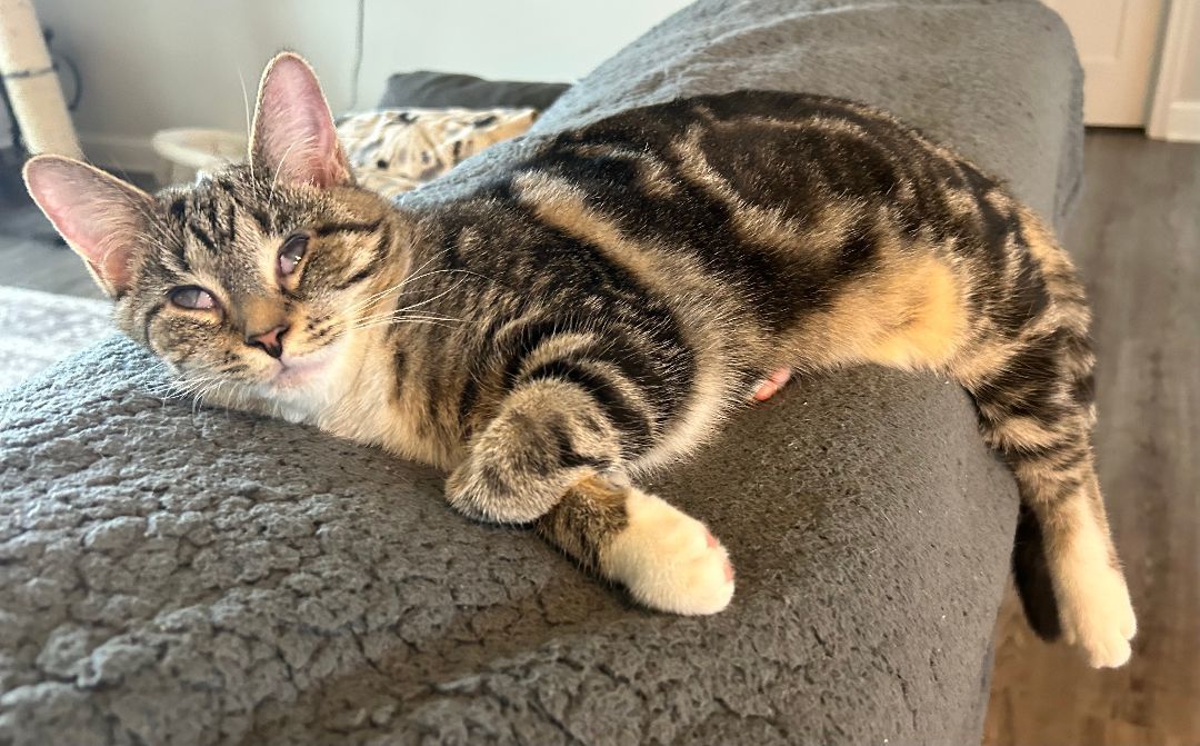 Lucy, Adoptable, Adult Female Domestic Short Hair.