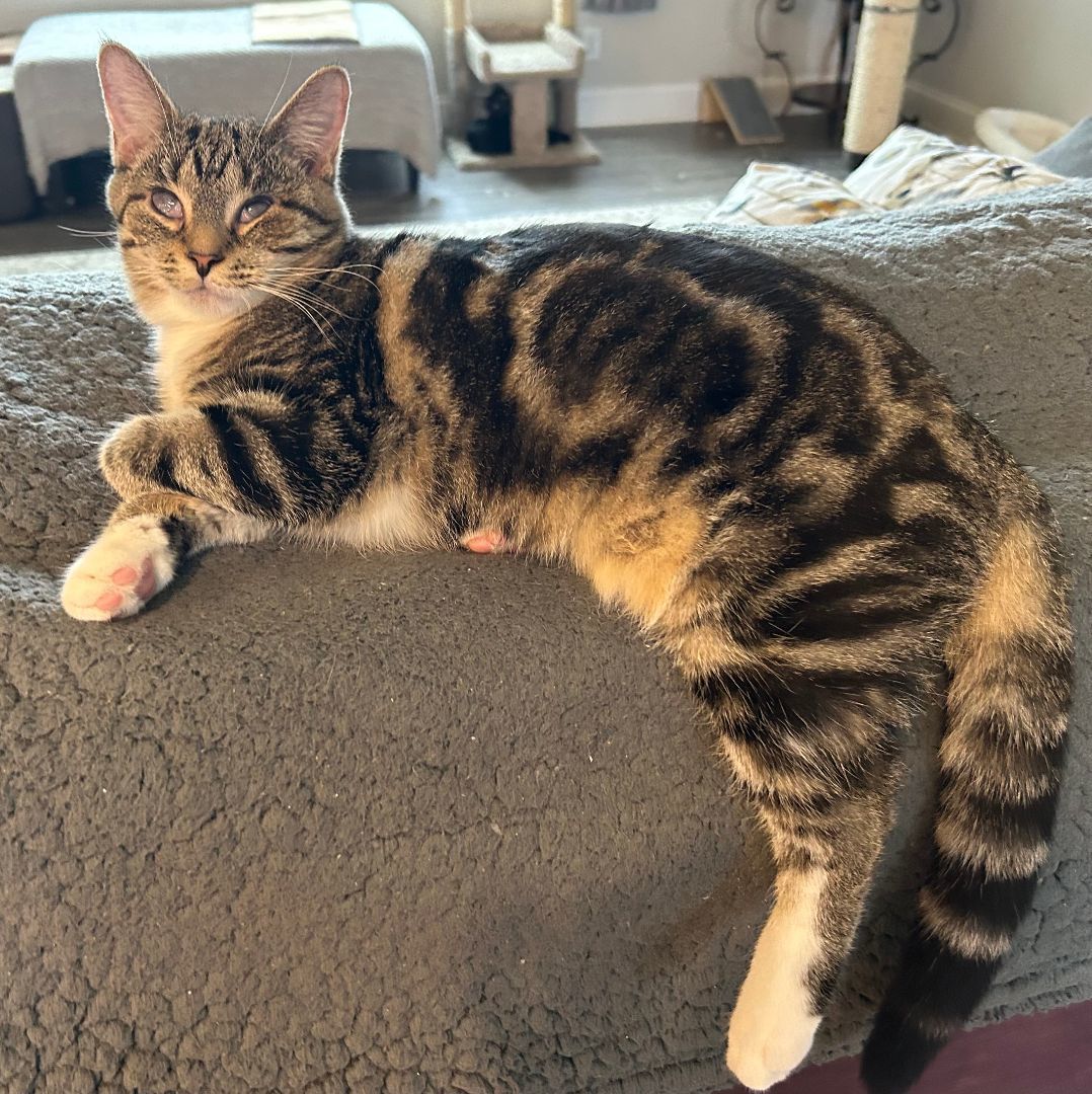 Lucy, a Adoptable Domestic Short Hair in CANONSBURG, PA image 2/8