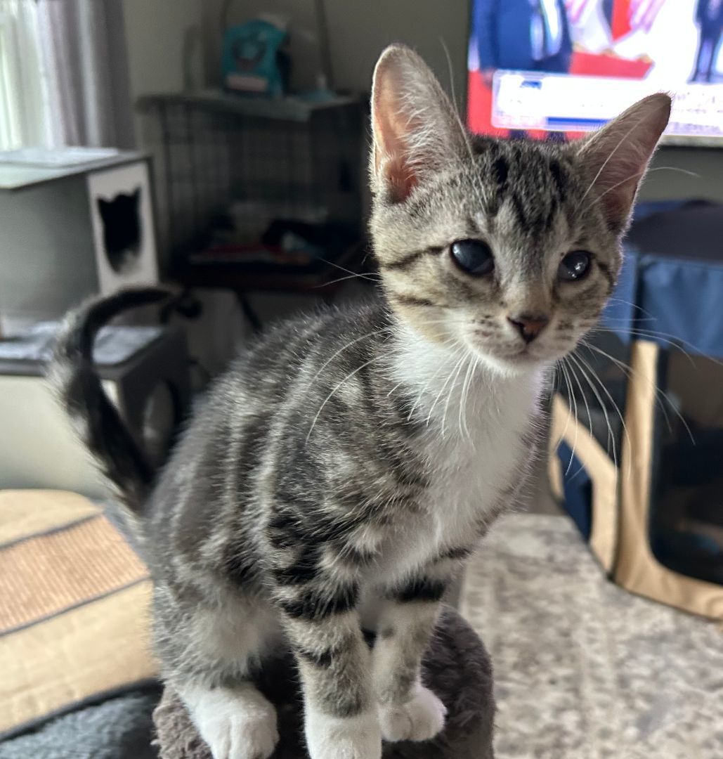 Lucy, a Adoptable Domestic Short Hair in CANONSBURG, PA image 3/8