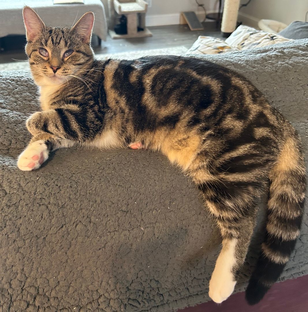 Lucy, a Adoptable Domestic Short Hair in CANONSBURG, PA image 4/8