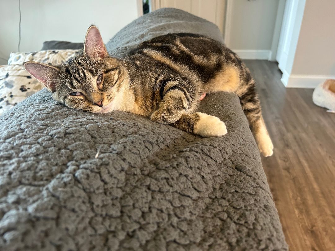 Lucy, a Adoptable Domestic Short Hair in CANONSBURG, PA image 5/8