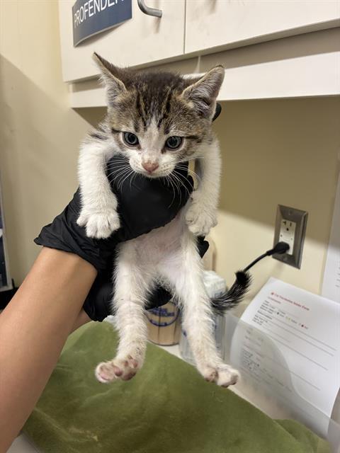 MICHELLE, Adoptable, Kitten Female Domestic Short Hair.
