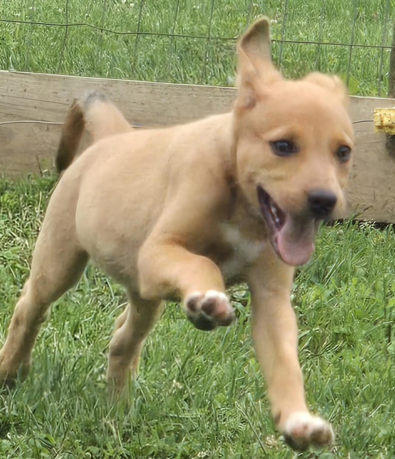 Yel Lab/Cattle dog puppy, a Adoptable mixed breed in Coatesville, PA image 1/2